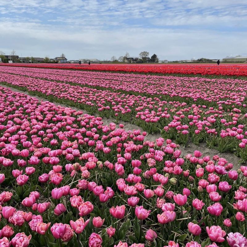Tulipan 'Pink Star', sen dobbel - 10 stk