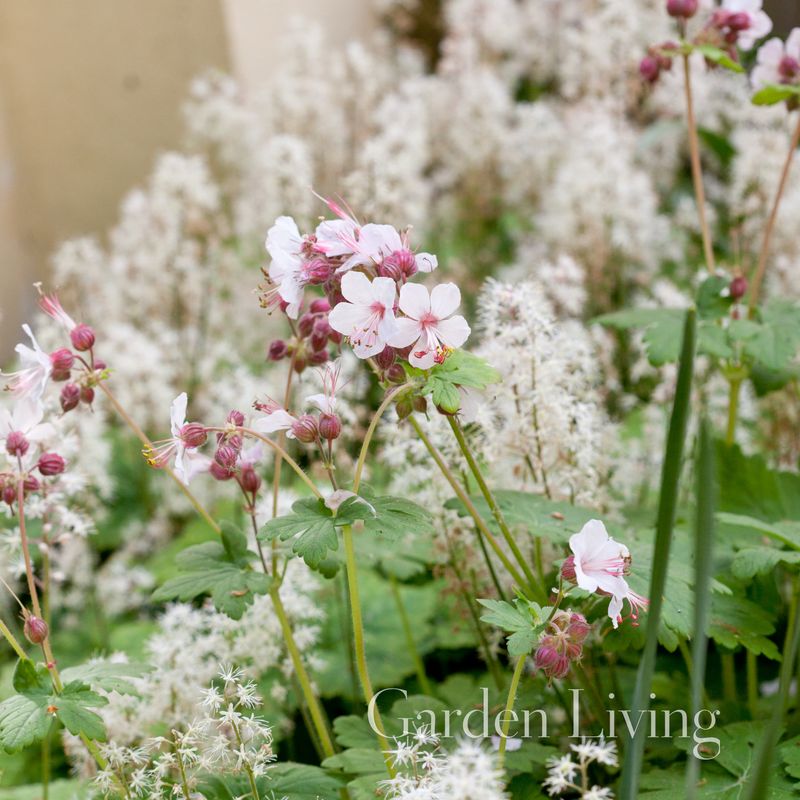 Rosestorknebb 'Geranimo White' - Geranium macrorrhizum