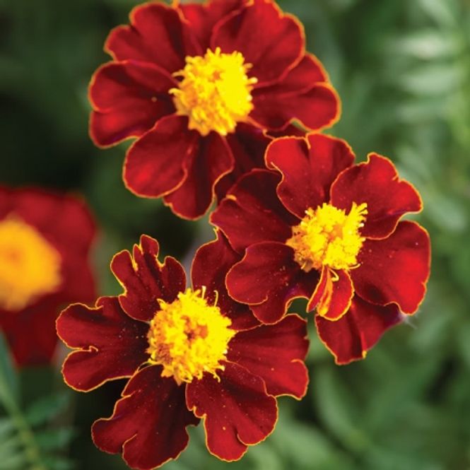 Hovedbilde Fløyelsblomst 'Red Knight' - Tagetes patula
