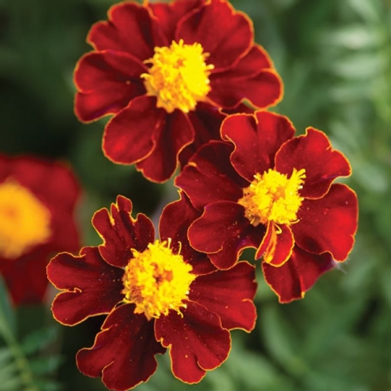 Fløyelsblomst 'Red Knight' - Tagetes patula