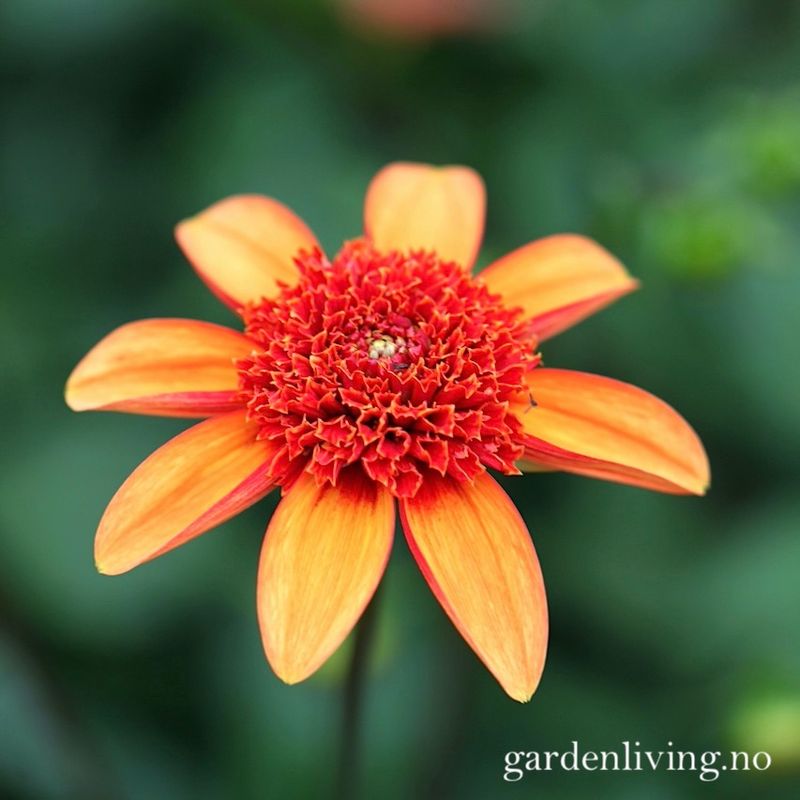 Georgine 'Josie - Dahlia x cultorum, 1 stk.