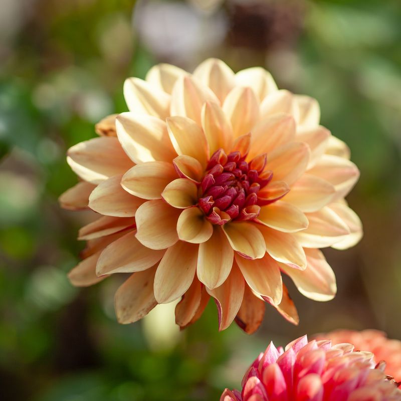 Georgine 'Creme de Cognac' - Dahlia x cultorum, 1 stk.
