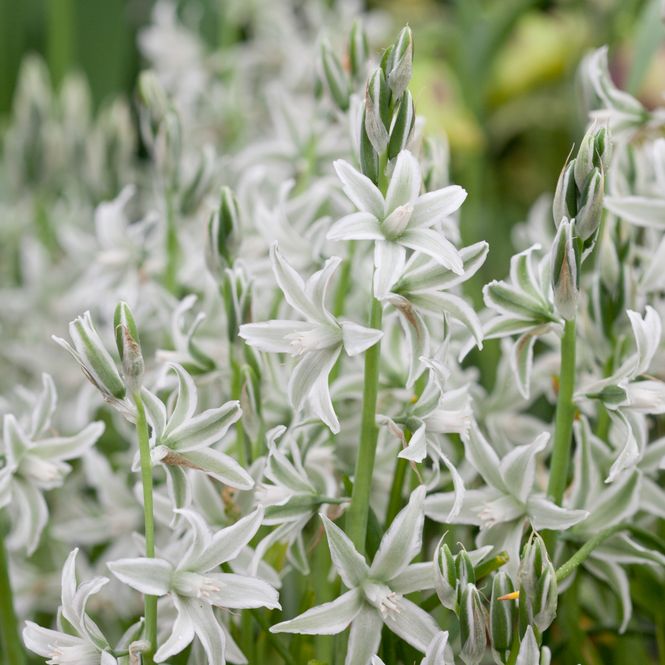 Hovedbilde Nikkestjerne - Ornithogalum nutans - 15 stk 