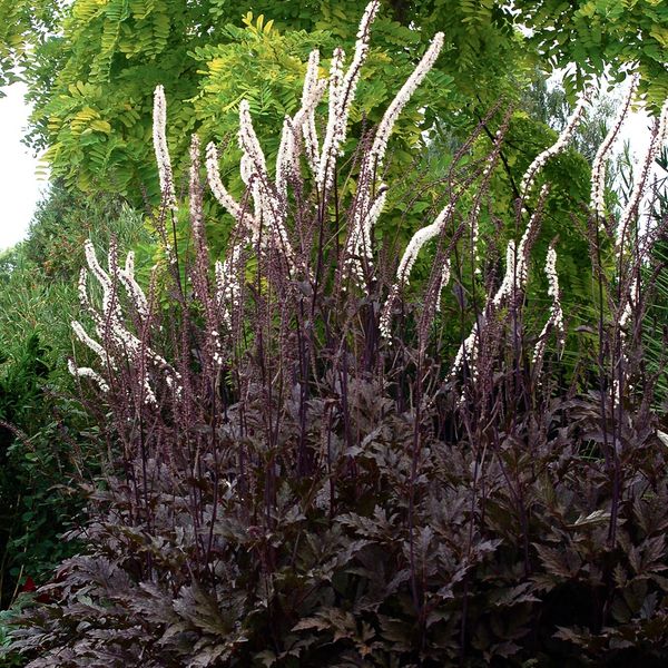 Hovedbilde Høstormedrue 'Black Negligee' - Actaea simplex
