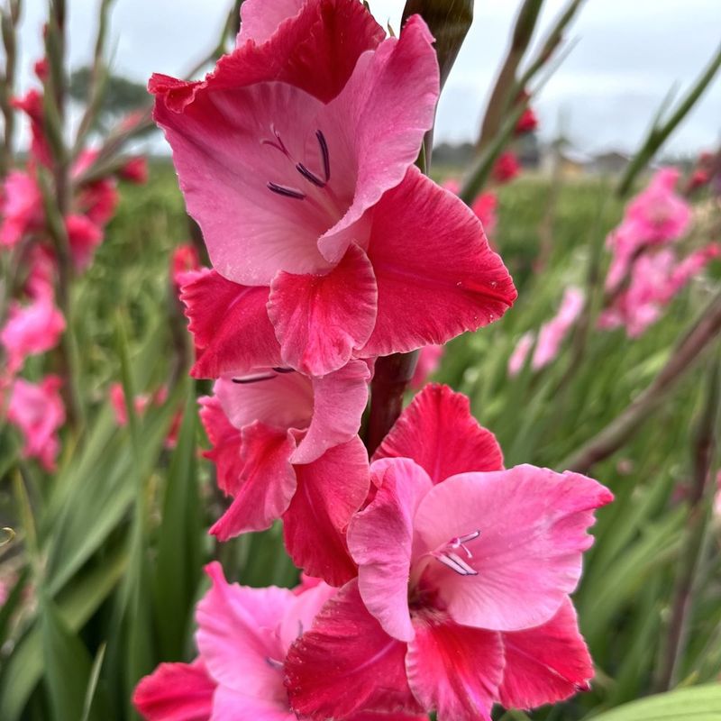 Gladiol 'Titanic' - Gladiolus, 10 stk.