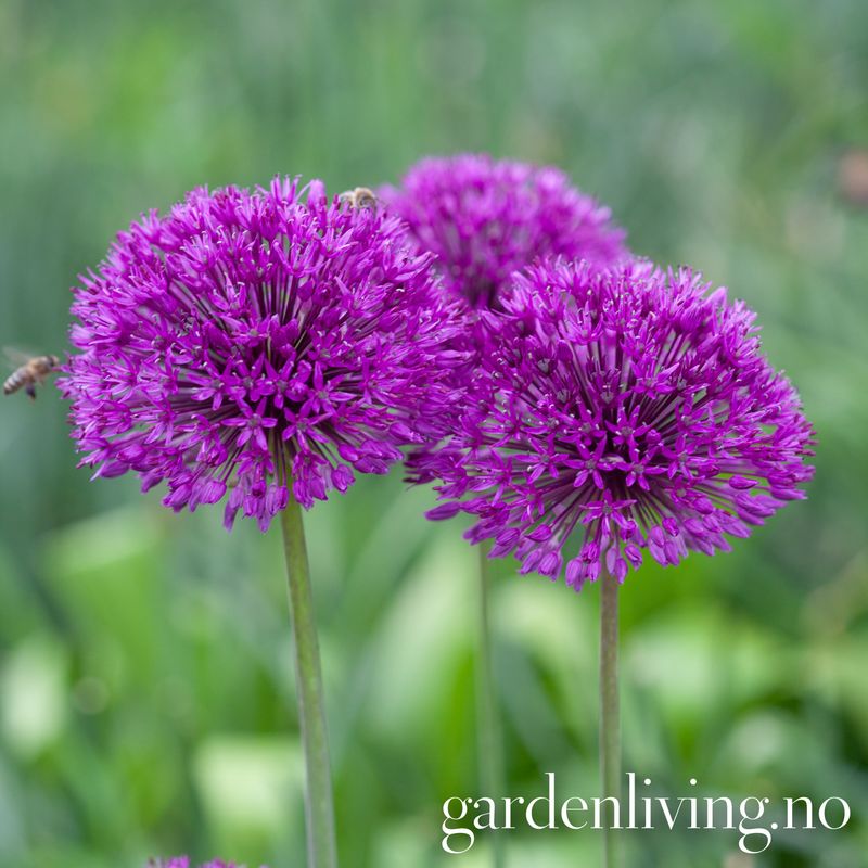 Kirgisløk 'Purple Sensation' - Allium aflatunense’ - 5 stk