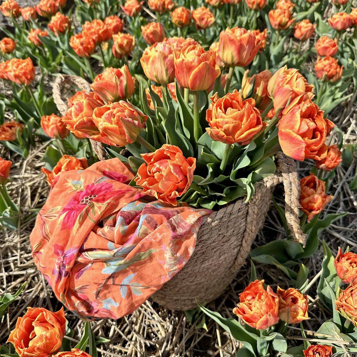 Tulipan 'Lorenzo’, tidlig dobbel - 10 stk