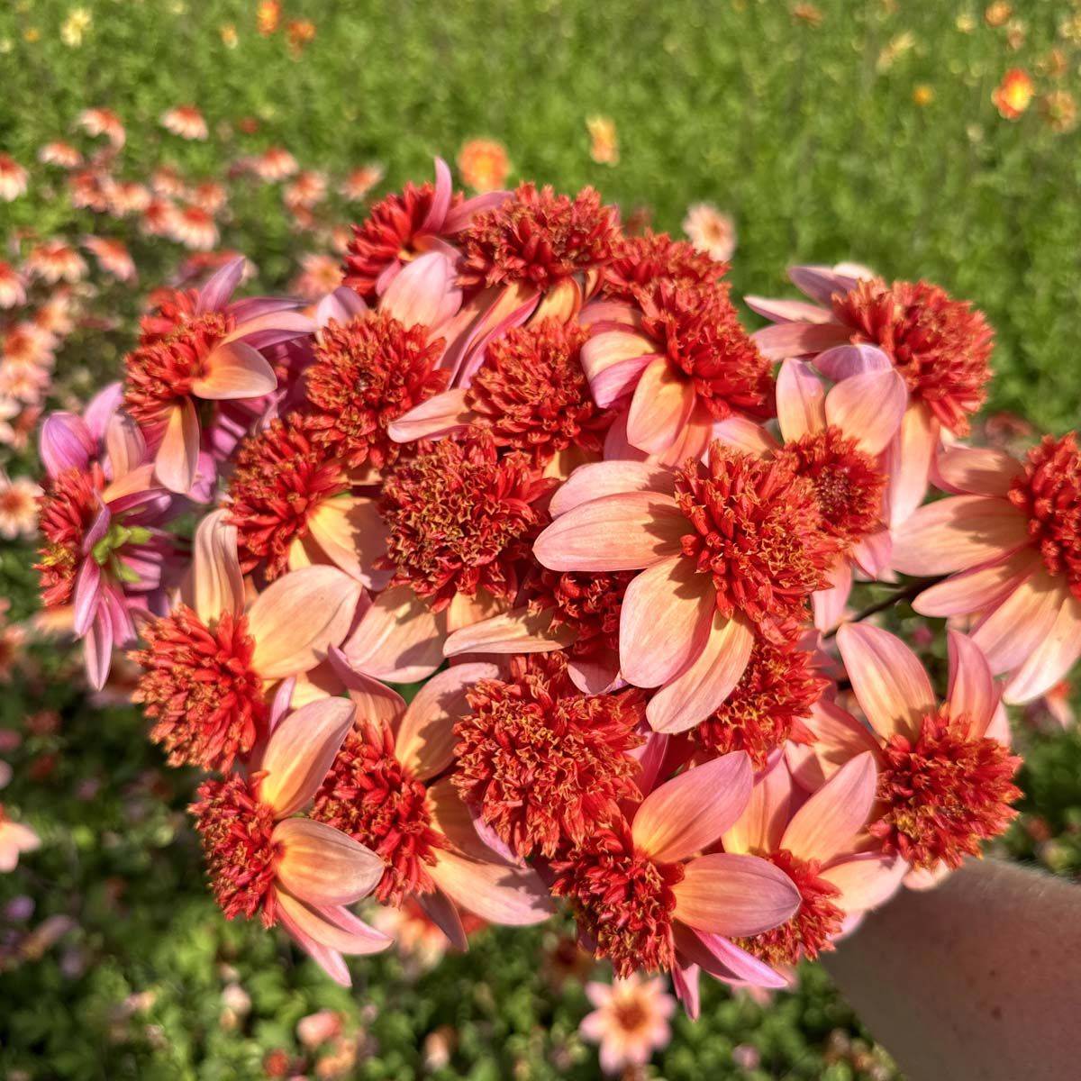 Georgine 'Totally Tangerine - Dahlia x cultorum, 1 stk.