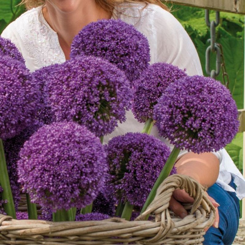 Kjempeløk 'Ambassador' - Allium giganteum - 1 stk
