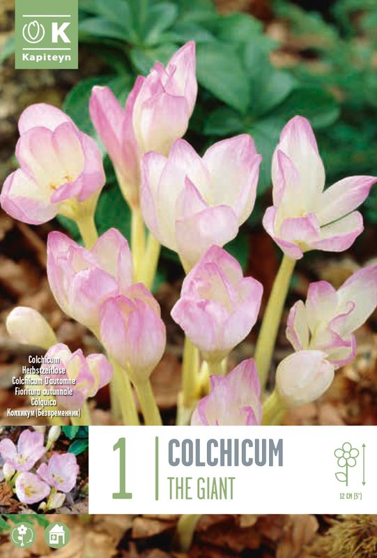 Prakttidløs 'The Giant' - Colchicum - 1 stk
