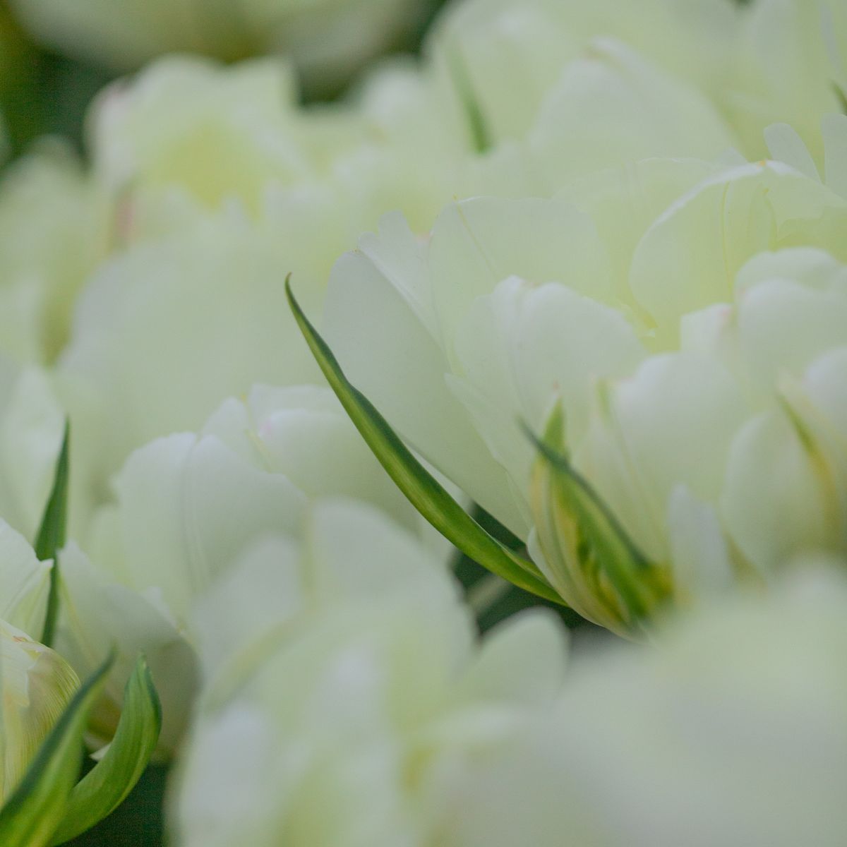 Tulipan 'White Valley’, Fosterianahybrid - 7 stk