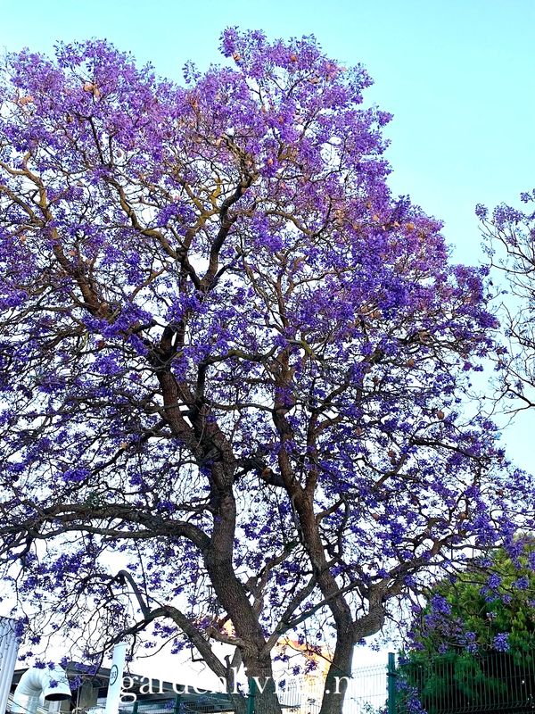 Jacaranda mimosifolia