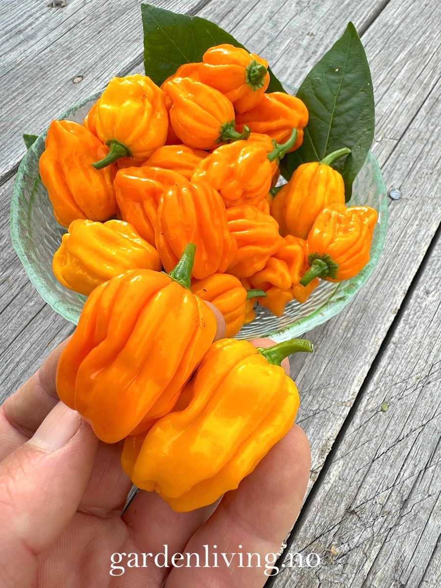 Chilipepper 'NuMex Suave Orange' - Capsicum chinense