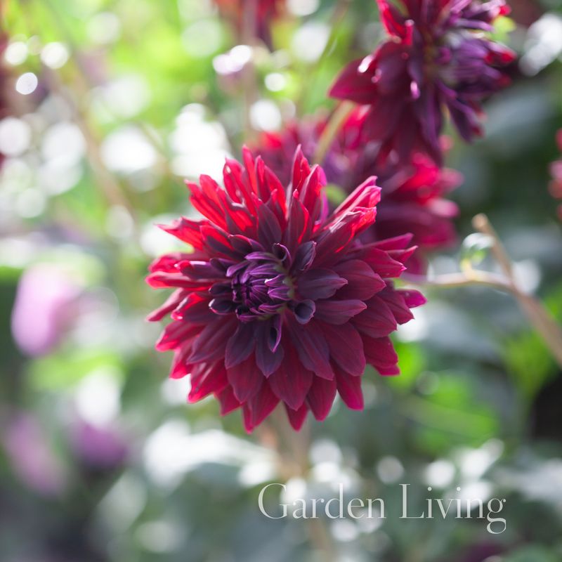 Georgine 'Rip City' - Dahlia x cultorum, 1 stk.