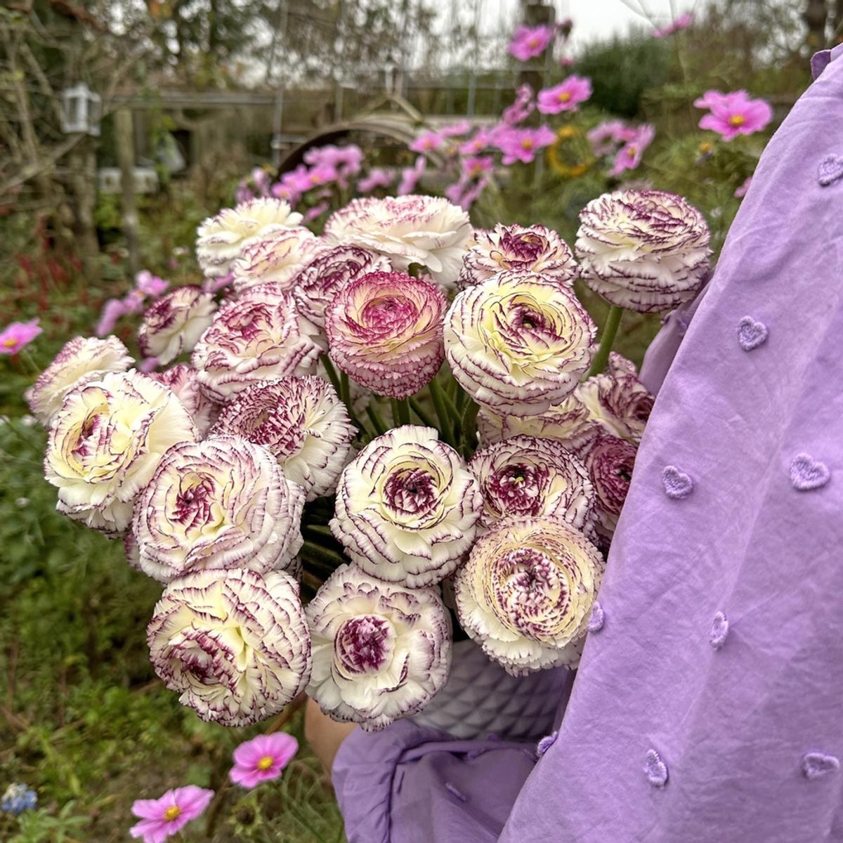 Ranunkel 'Elegance® Bianco Striato' - Ranunculus, 7 stk.