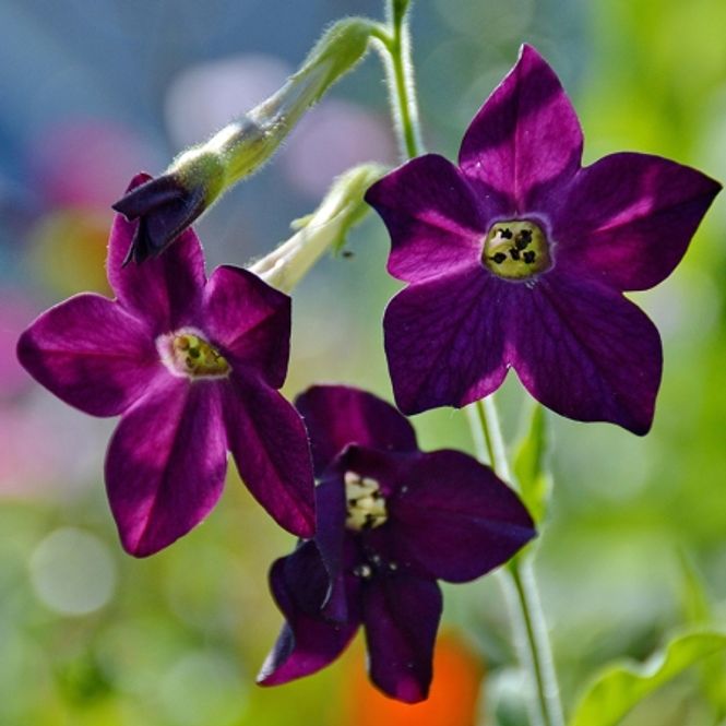 Hovedbilde Prydtobakk 'Perfume Purple' - Nicotiana x sanderae