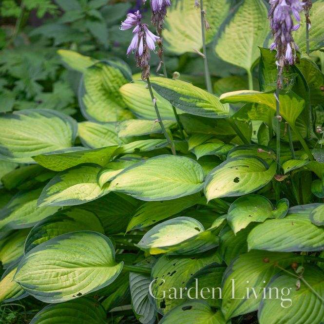 Hovedbilde Bladlilje 'Gold Standard'