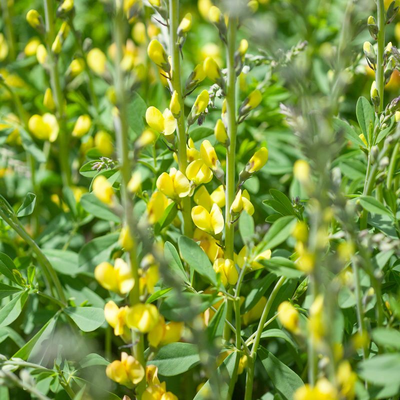 Fargeskolm 'Solar Flare' ™ - Baptisia