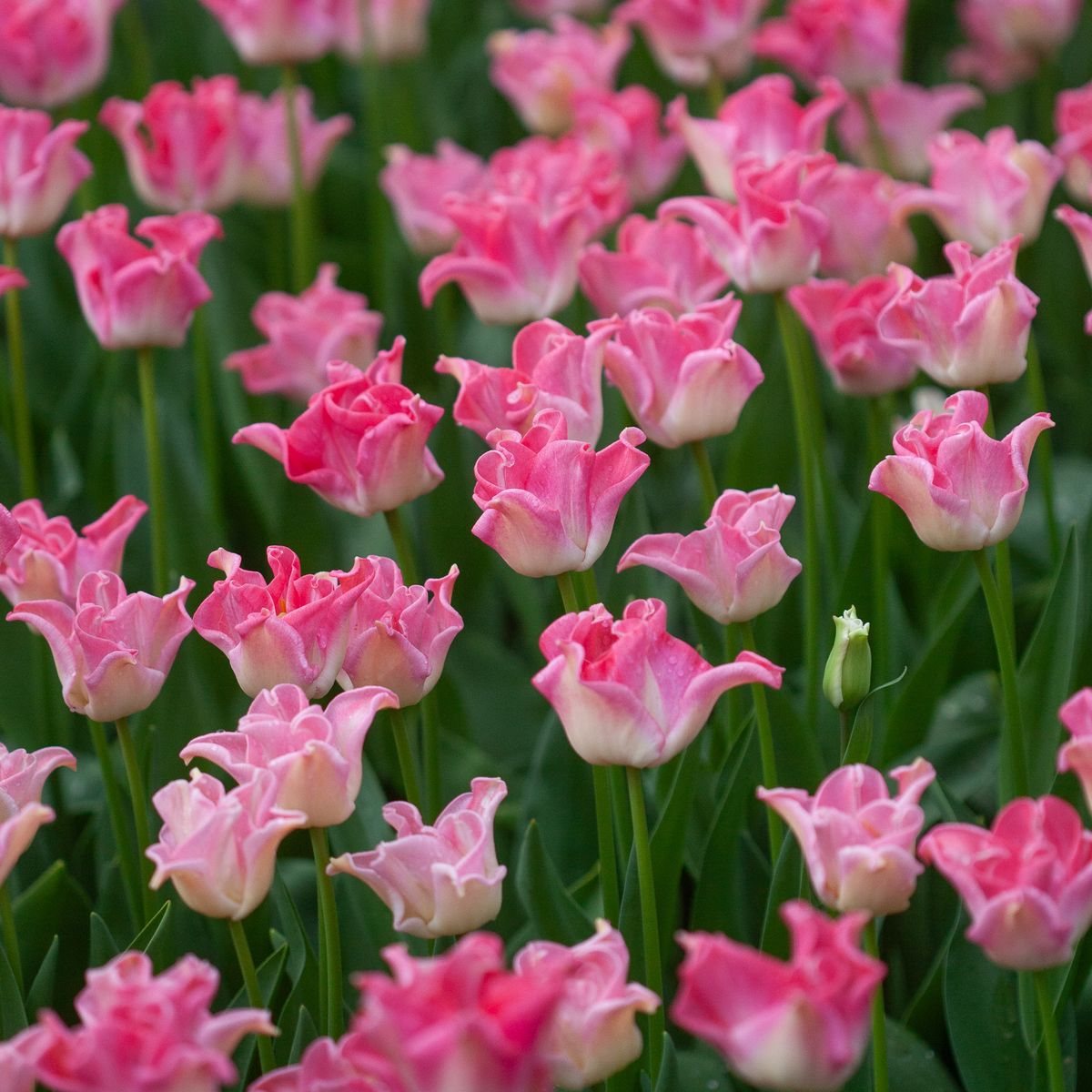 Tulipan 'Crown of Dynasty', sen enkel - 5 stk