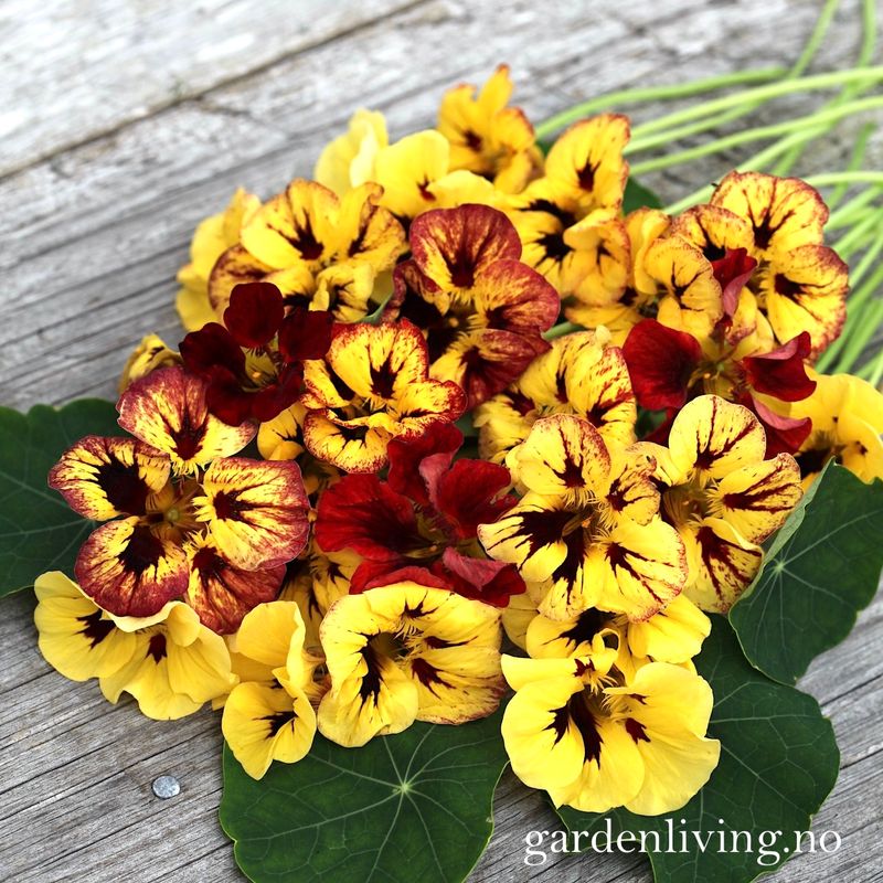 Blomkarse 'Bloody Mary' - Tropaeolum majus
