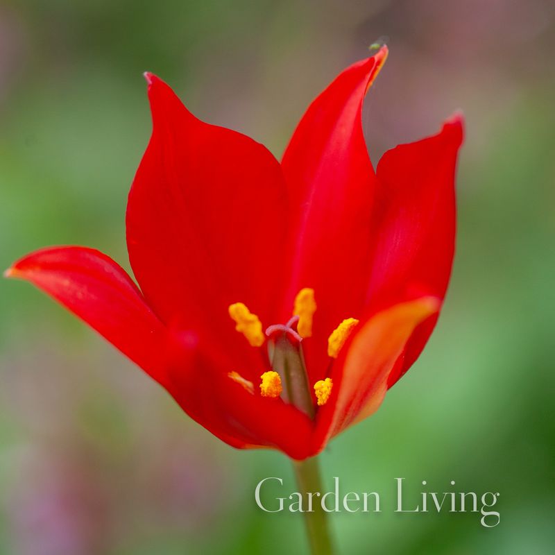 Engtulipan - Tulipa sprengeri - 1 stk