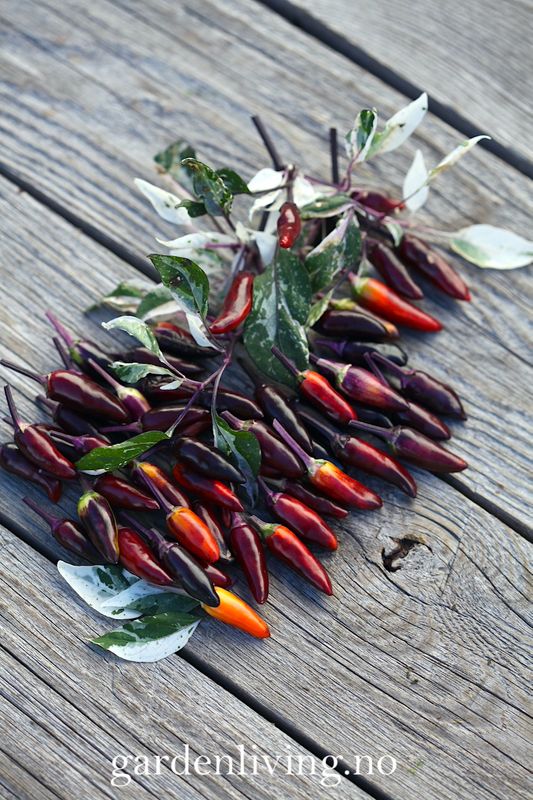 Chilipepper 'Calico' - Capsicum annuum