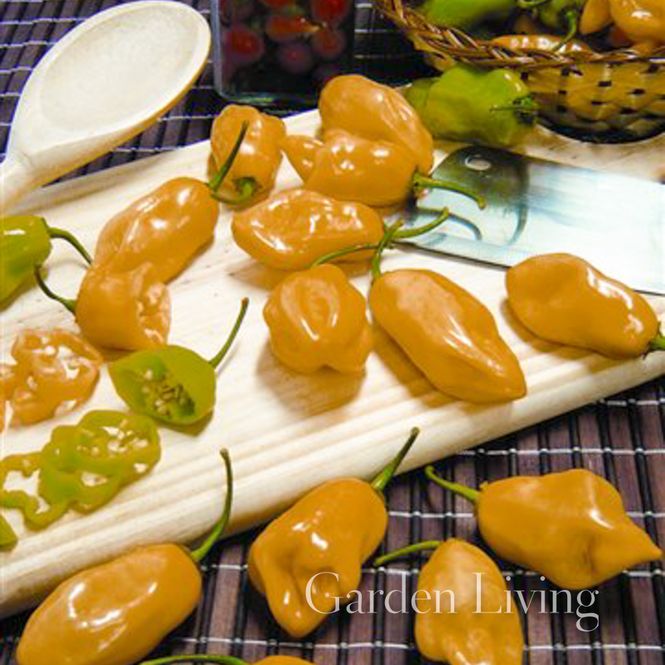 Hovedbilde Chilipepper 'Habanero Yellow - Capsicum chinense