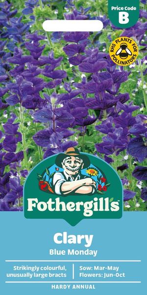 Hovedbilde Dusksalvie 'Blue Monday - Salvia viridis 