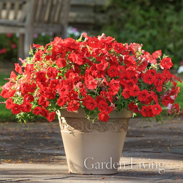 Hovedbilde Petunia 'Easy Wave Red - Petunia x hybrida, heng