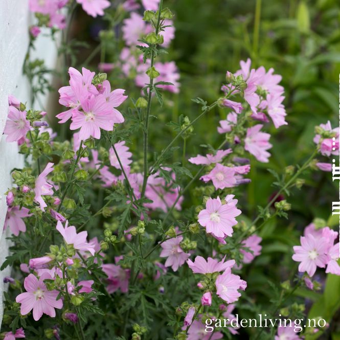 Hovedbilde Rosekattost - Malva alcea 