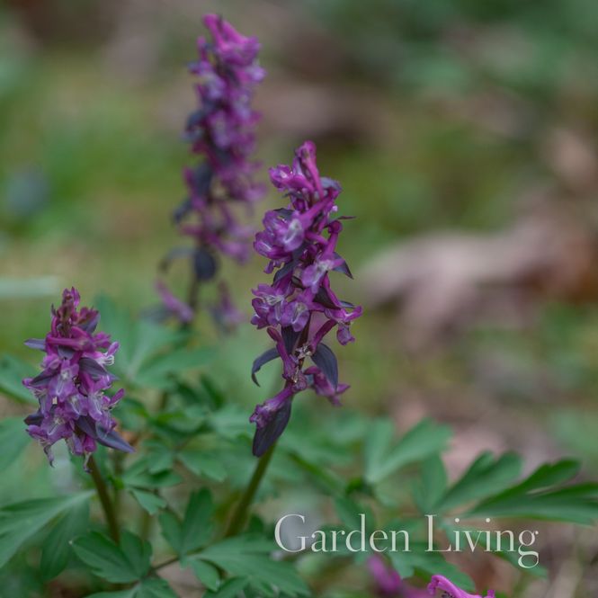 Hovedbilde Hullerkespore - Corydalis cava - 1 stk