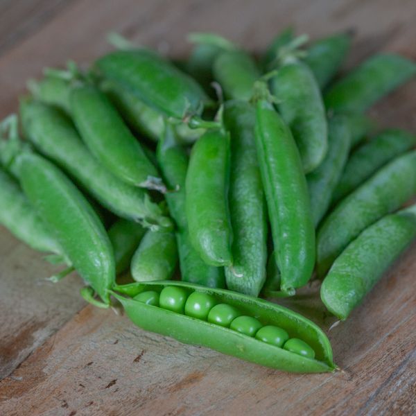 Hovedbilde Margert 'Kelvedon Wonder' - Pisum sativum