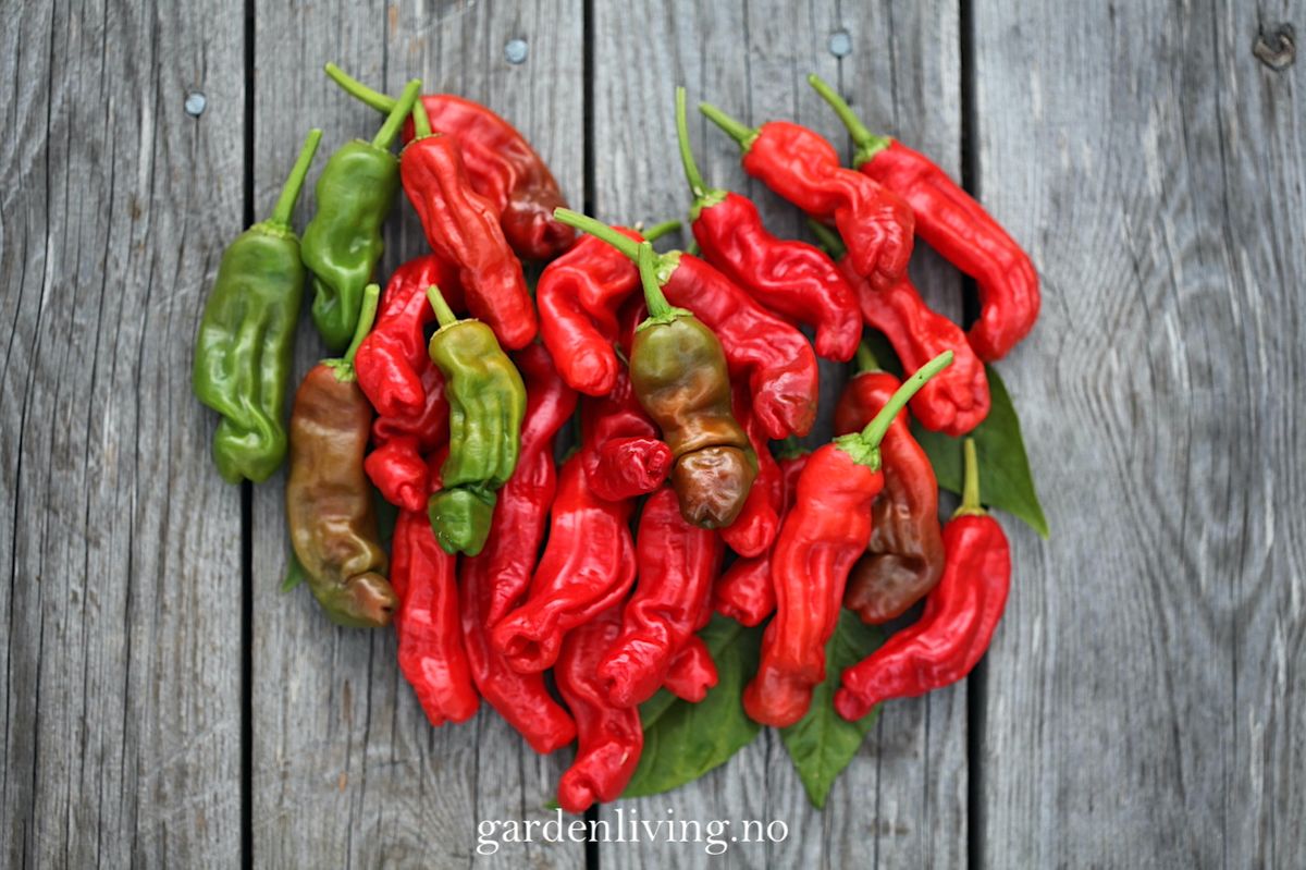 Chilipepper 'Peter Pepper Red'/'Penis Chili'- Capsicum annuum