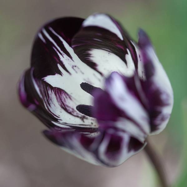 Hovedbilde Historisk tulipan 'Black and White - Tulipa - 1 stk