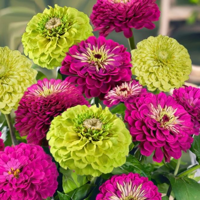 Hovedbilde Sinnia 'Berries 'N Lime' - Zinnia elegans