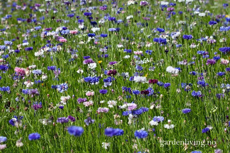 Kornblomst 'Double Blue' - Centaurea cyanus