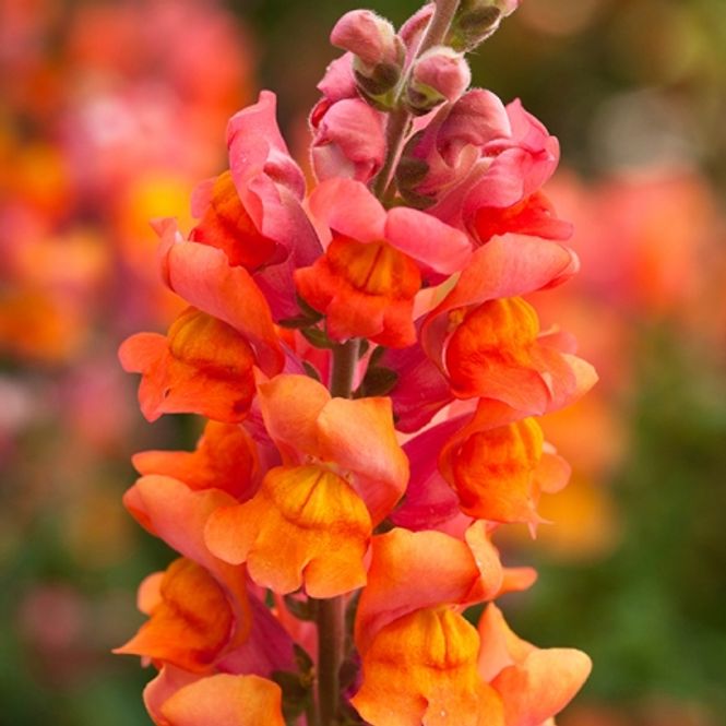 Hovedbilde Løvemunn 'Overture Deep Orange' F1 - Antirrhinum majus