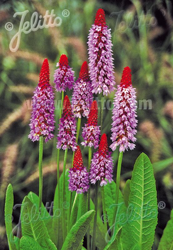Orkidéprimula - Primula vialii
