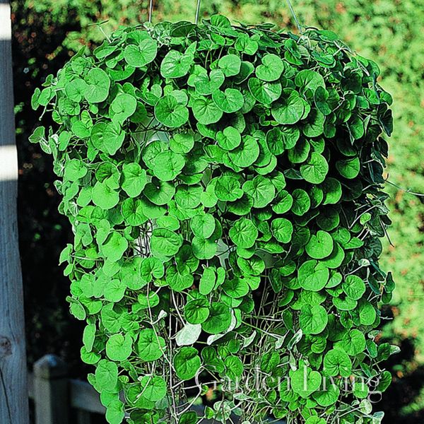 Hovedbilde Dichondra 'Emerald Falls'