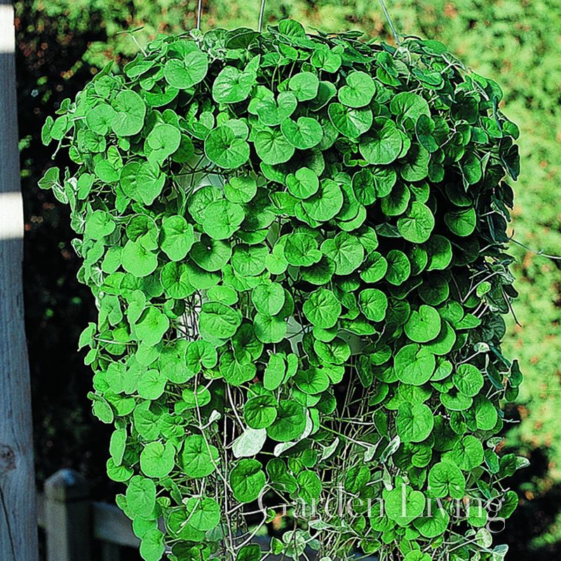 Dichondra 'Emerald Falls'