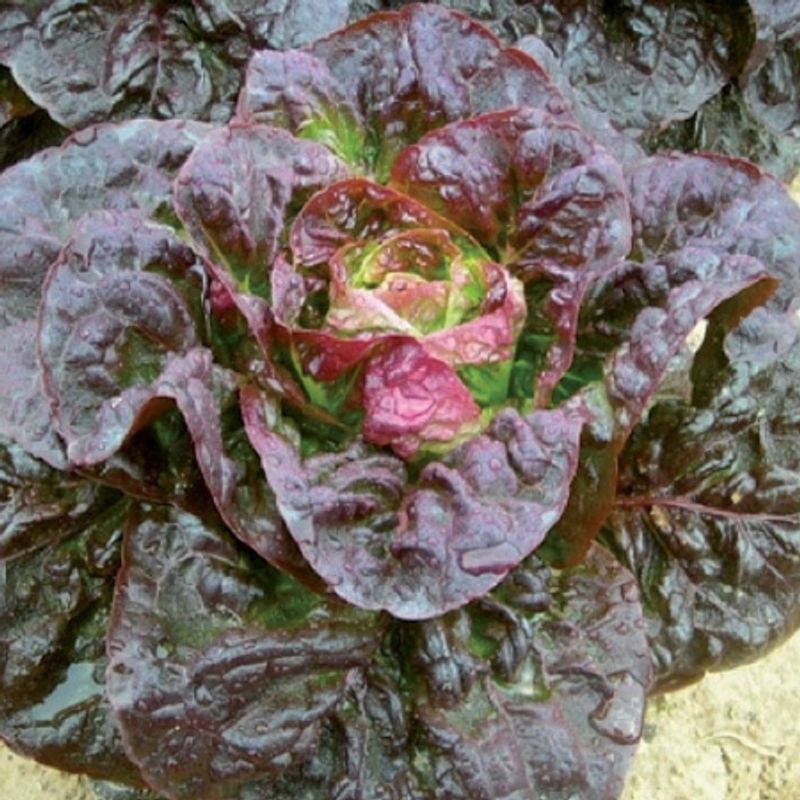 Romanosalat 'Pigale' F1 - Lactuca sativa