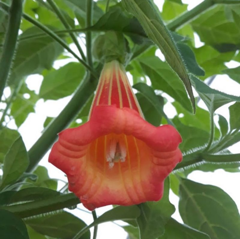 Rød engletrompet - Brugmansia sanguinea