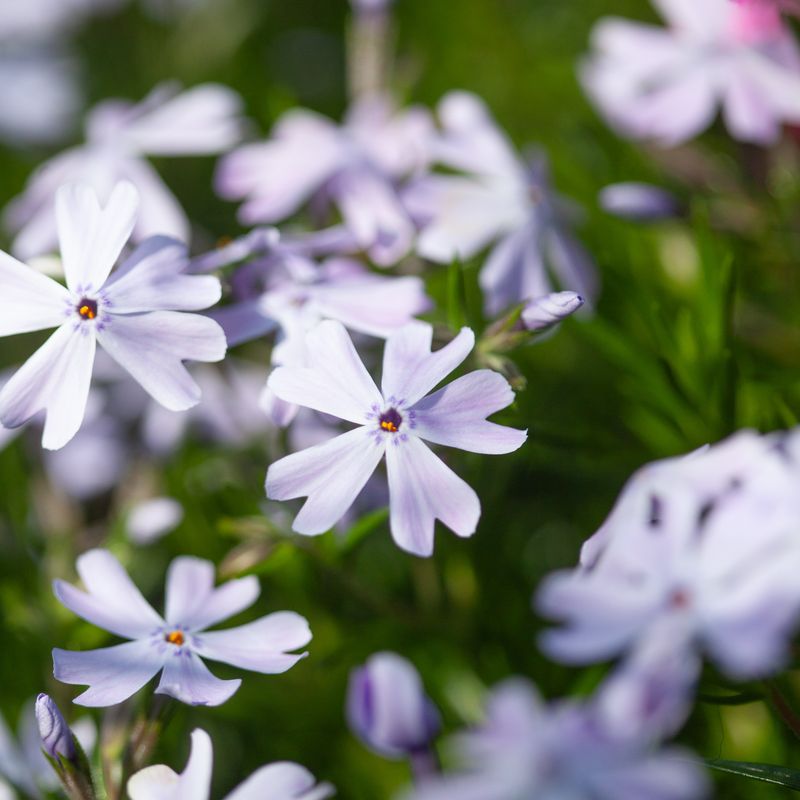 Vårfloks 'Emerald Cushion' - Phlox subulata