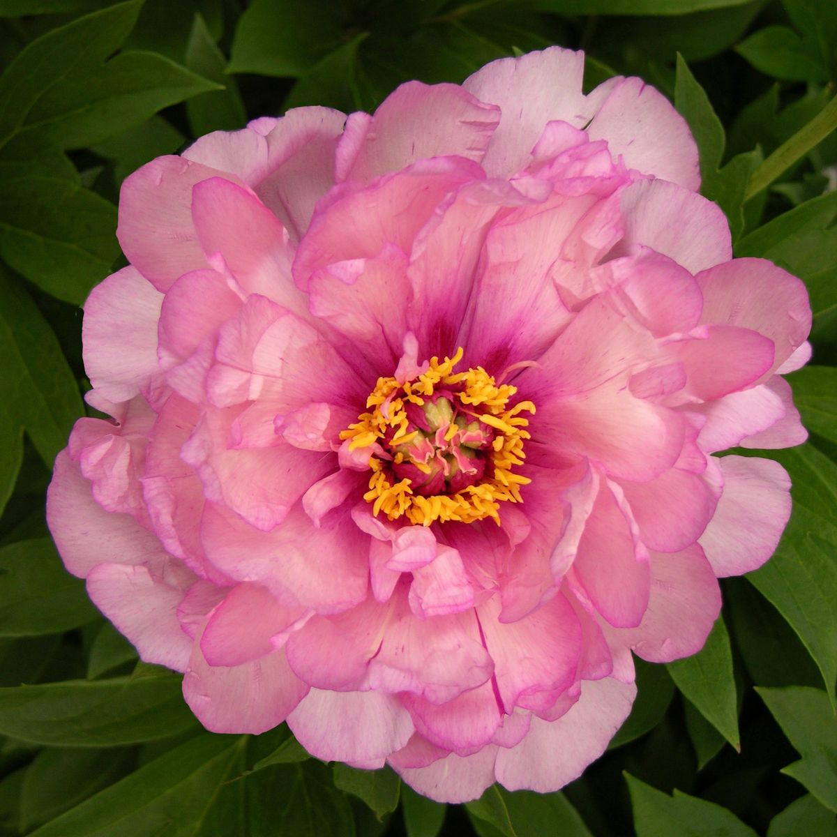 Itoh pion 'First Arrival' - Paeonia itoh