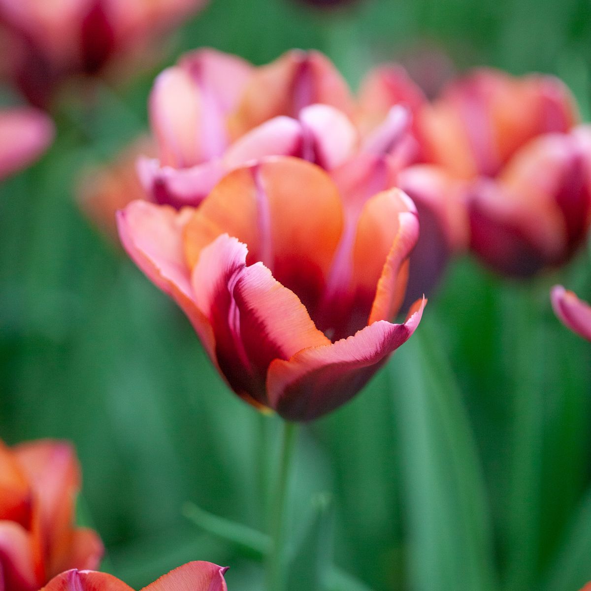 Tulipan 'Slawa' - 10 stk