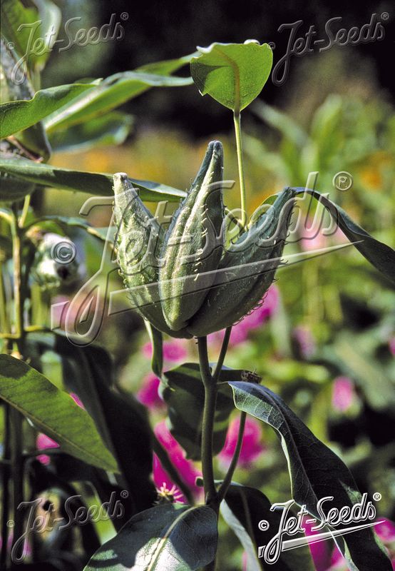 Praktsilkeurt - Asclepias speciosa