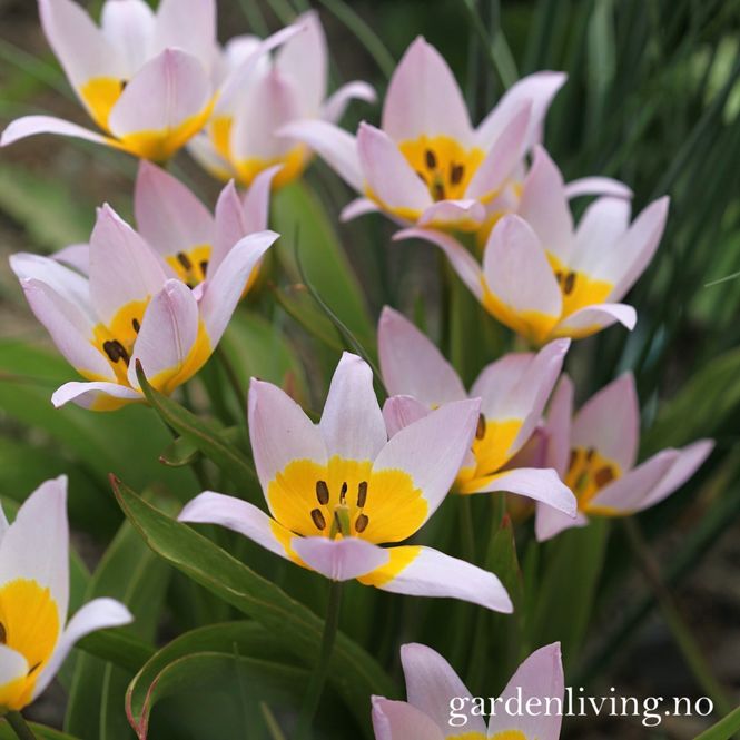 Hovedbilde Bergtulipan - Tulipa saxatilis - 15 stk