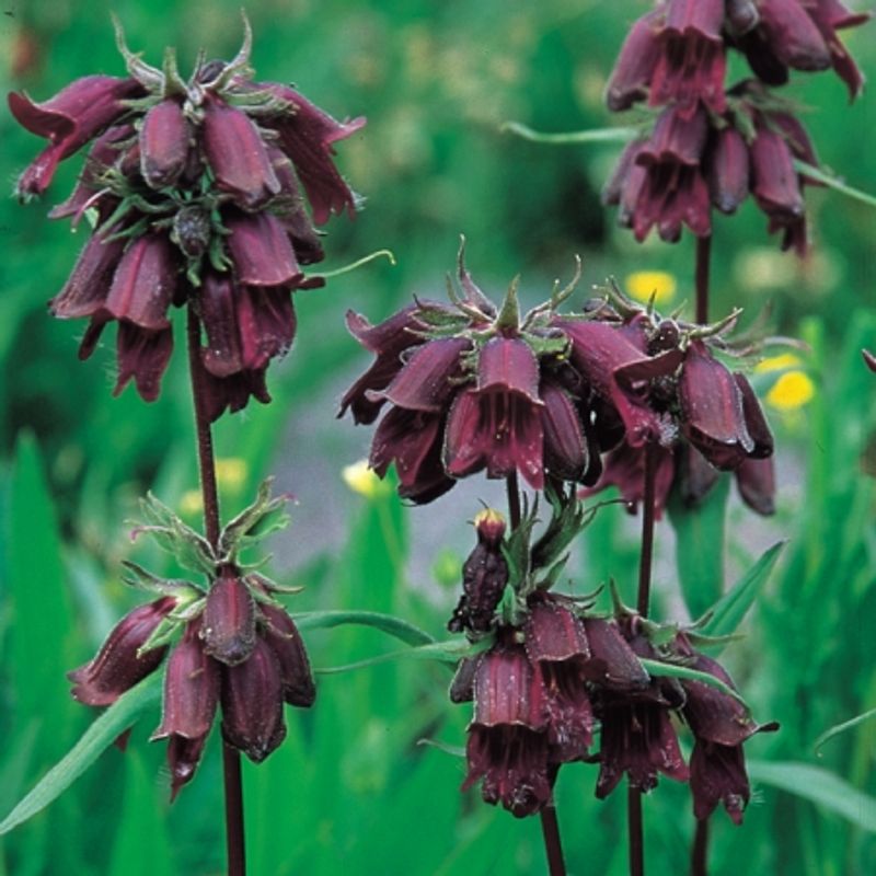 Rørblomst 'Chocolate Drop' - Penstemon whipleanus