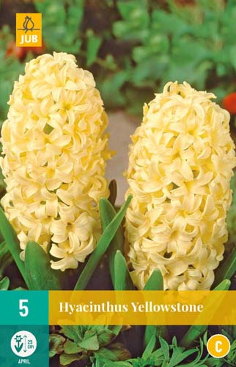 Svibel 'Yellowstone' - Hyacinthus - 5 stk