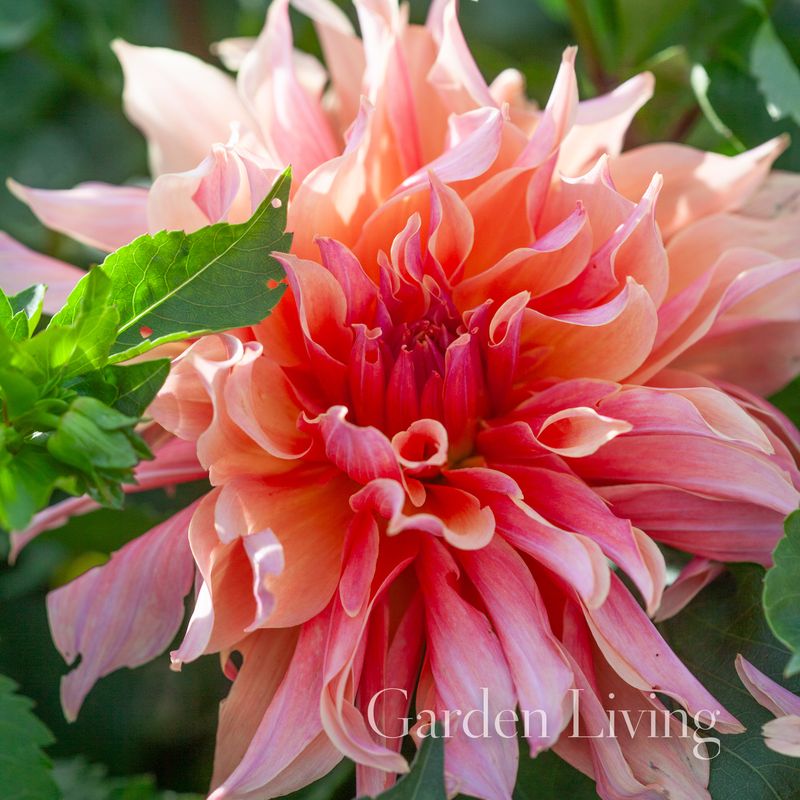 Georgine 'Labyrinth' - Dahlia x cultorum, 1 stk.